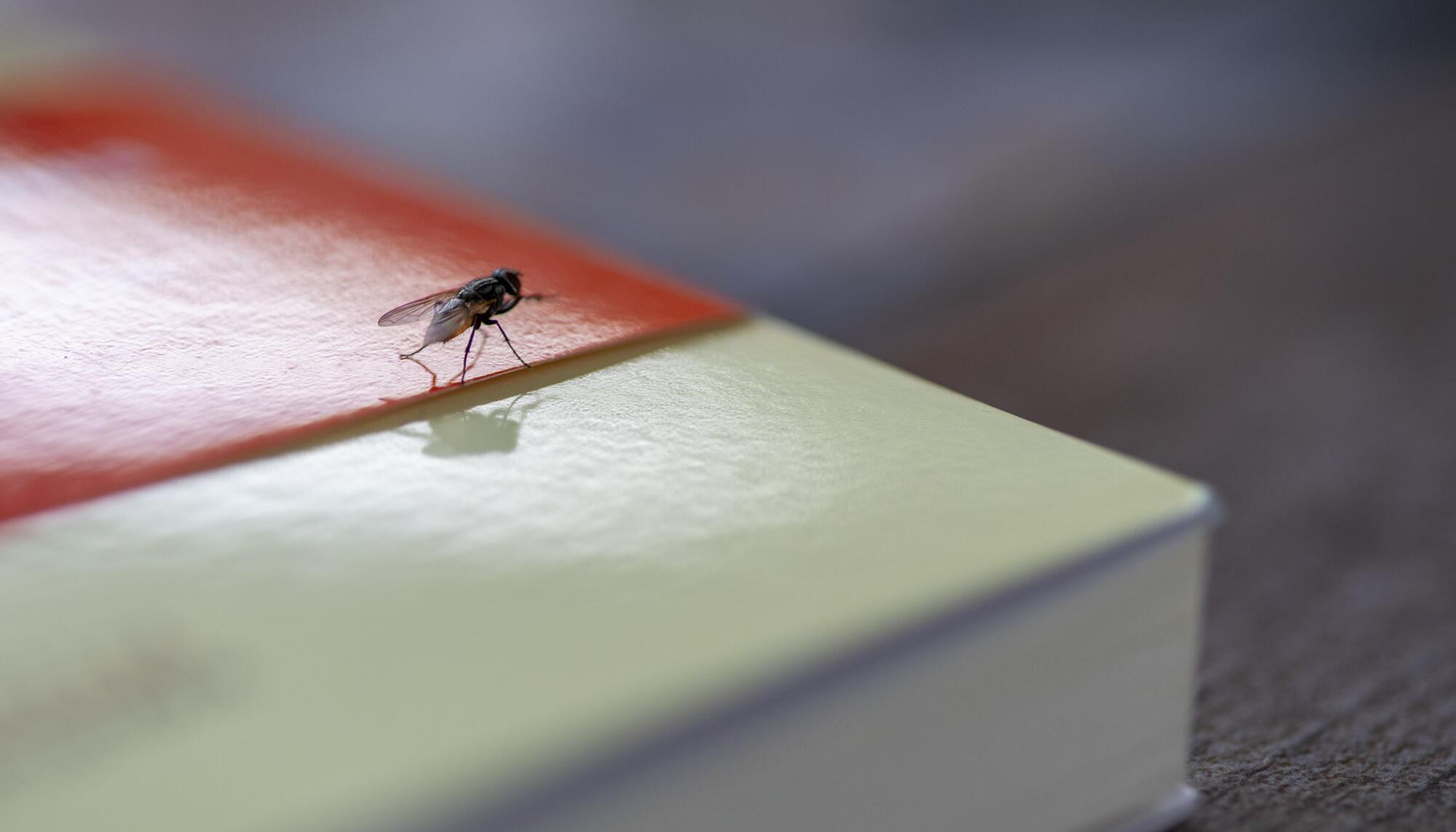Recurso mosca sobre un libro